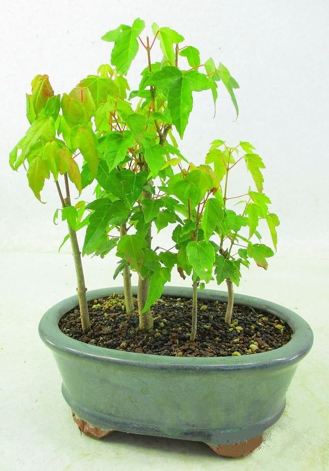 盆栽　唐楓　トウカエデ　六角形鉢 唐楓（トウカエデ） / 盆栽、多肉植物、塊根植物、観葉植物通販/KIDORI